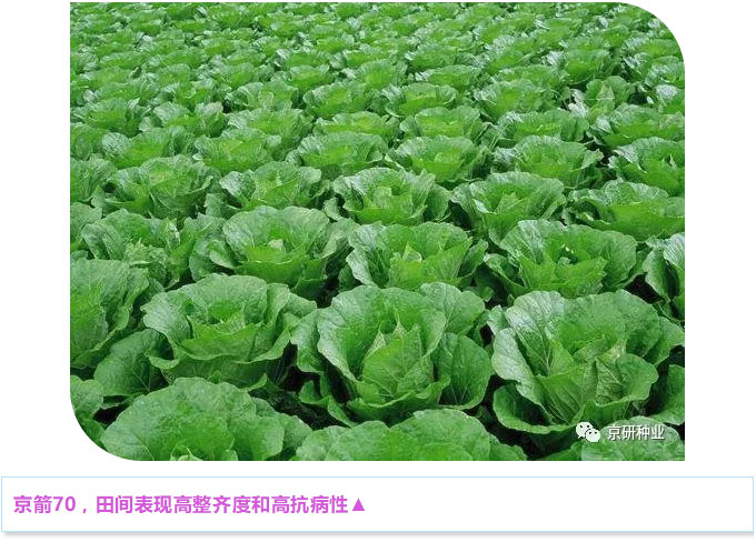 京研种业_07.jpg