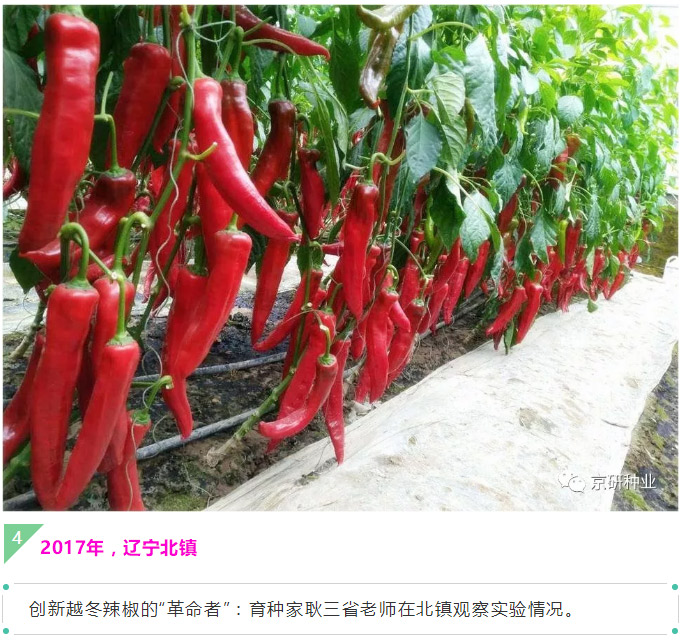 京研种业_08.jpg