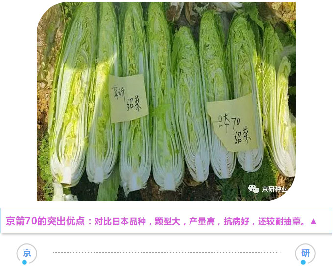 京研种业_09.jpg