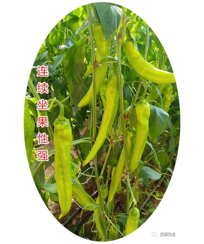 京研种业_20.jpg