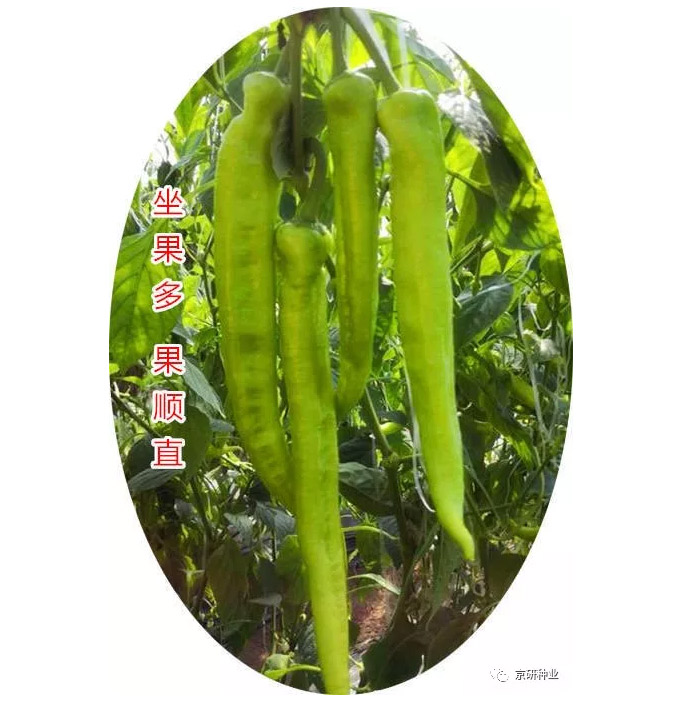 京研种业_21.jpg