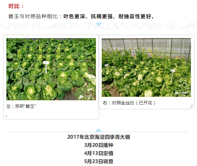 京研种业_12.jpg