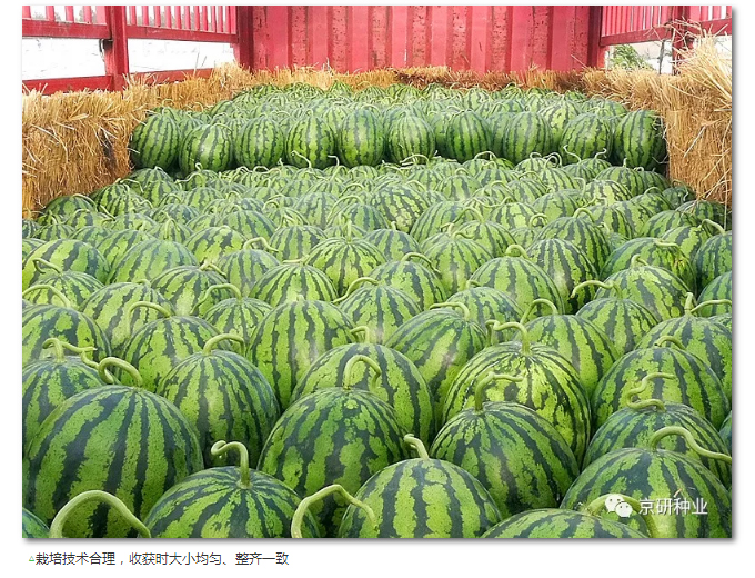 京研种业_16.jpg