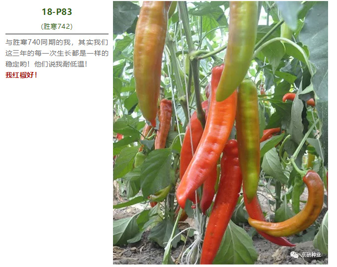 京研种业_06.jpg