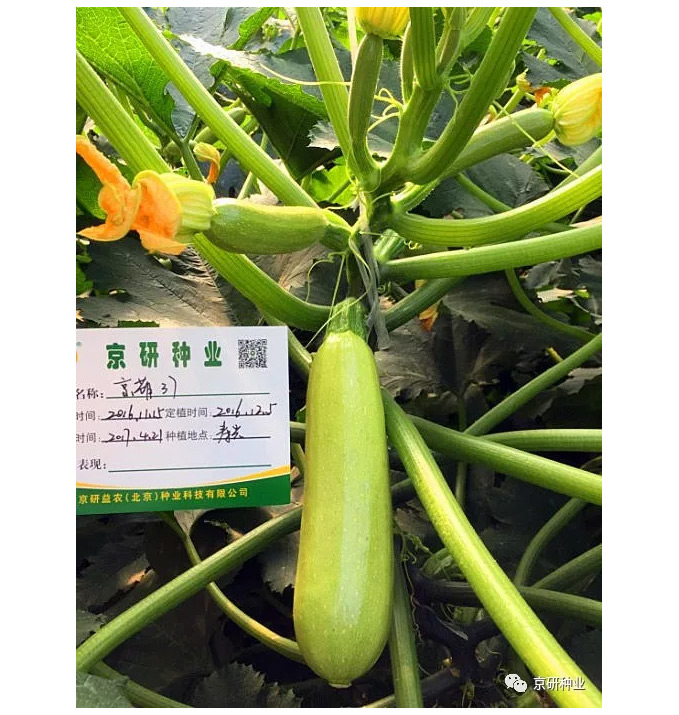 京研种业_12.jpg