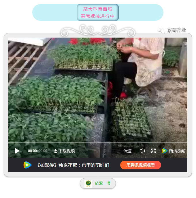 京研种业_02.jpg