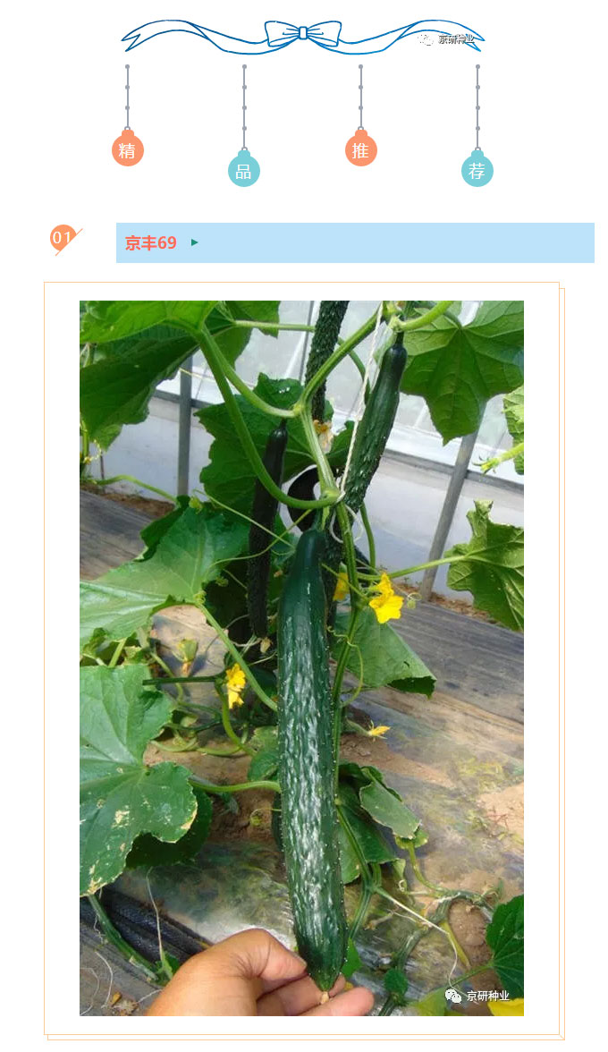 京研种业_03.jpg