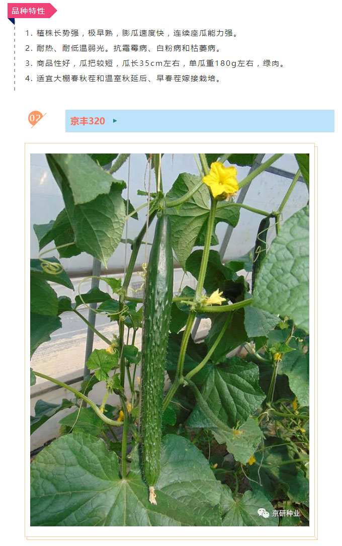 京研种业_04.jpg