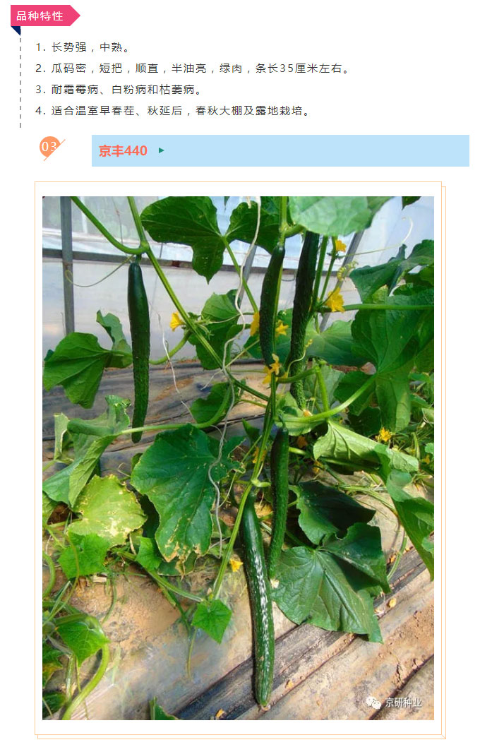 京研种业_05.jpg