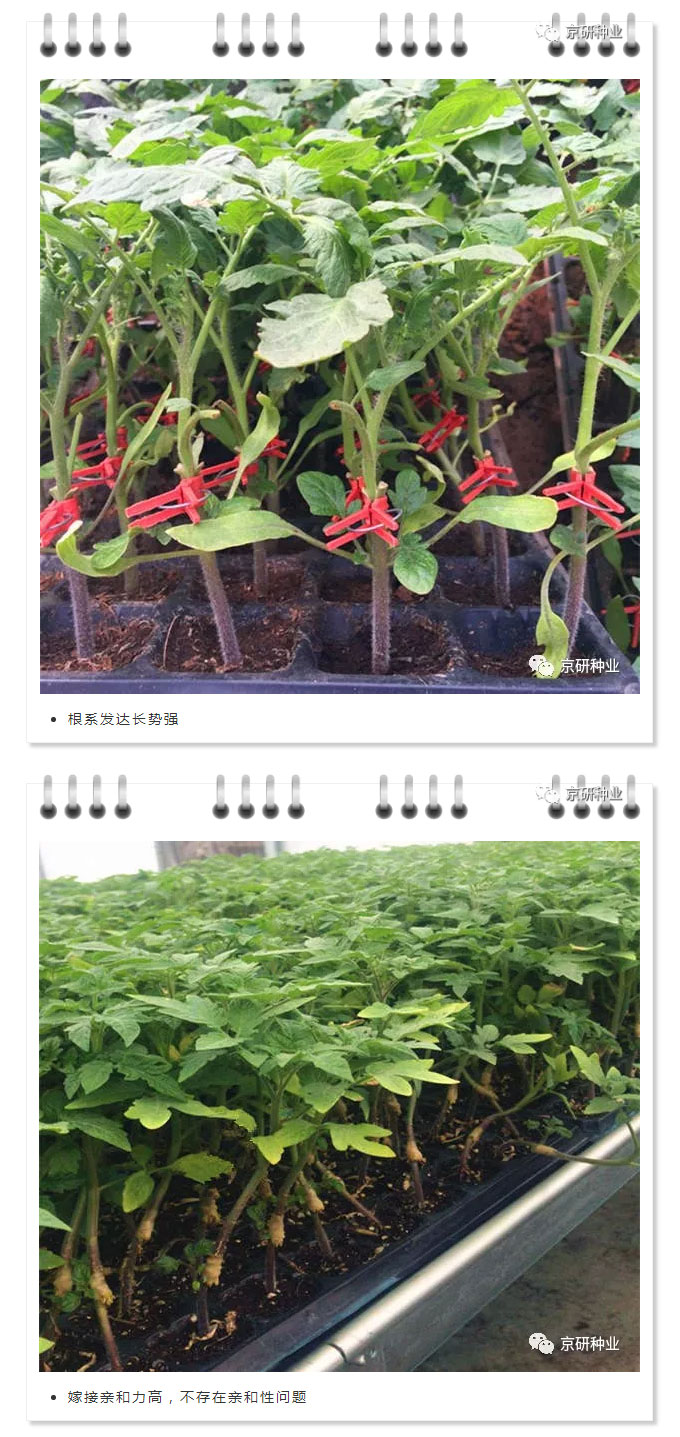 京研种业_05.jpg