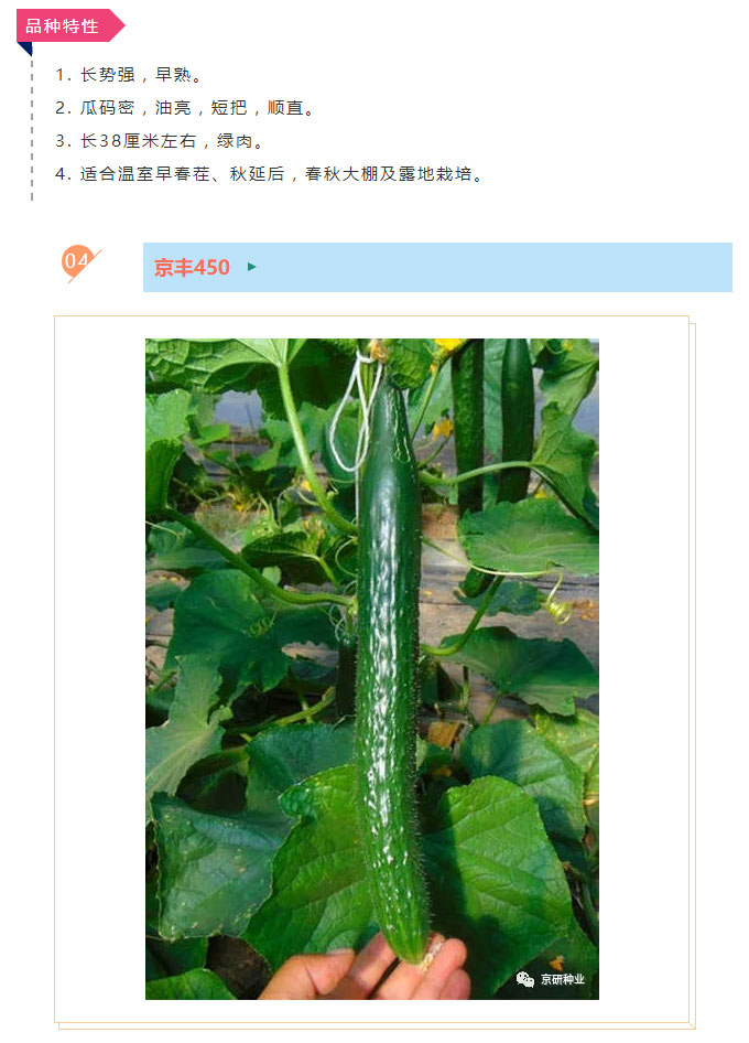 京研种业_06.jpg