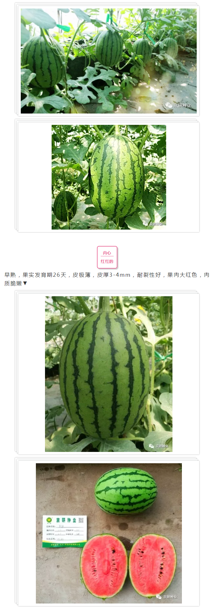 京研种业_03.png