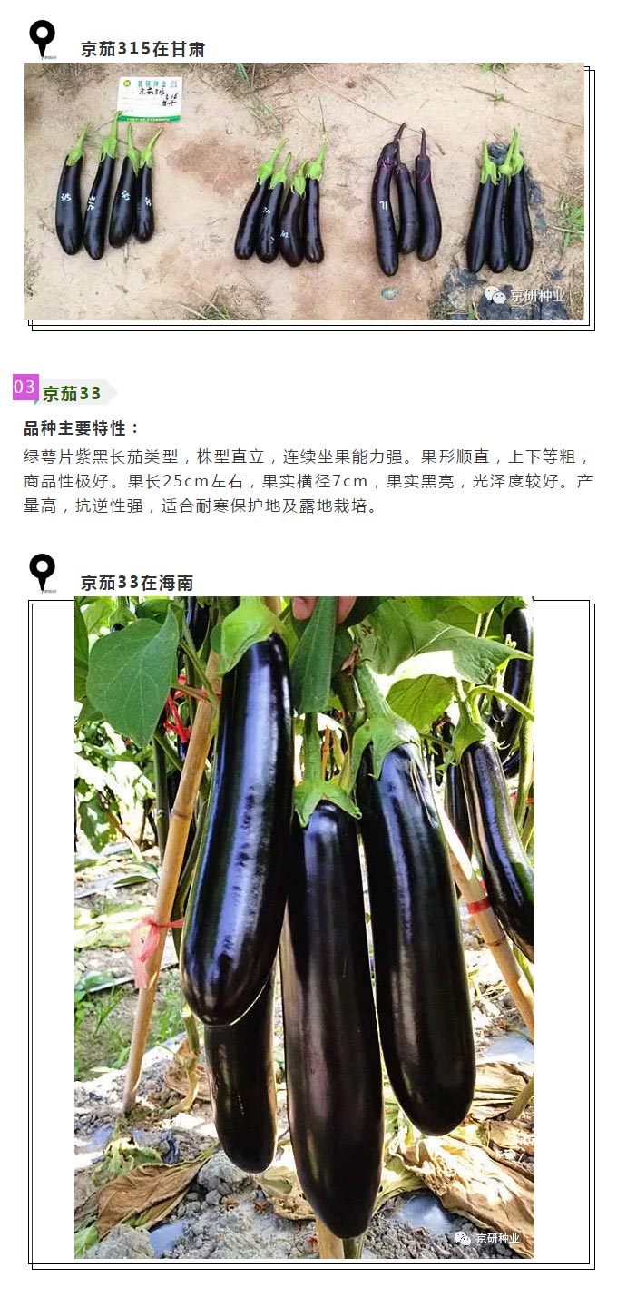 京研种业_08.jpg