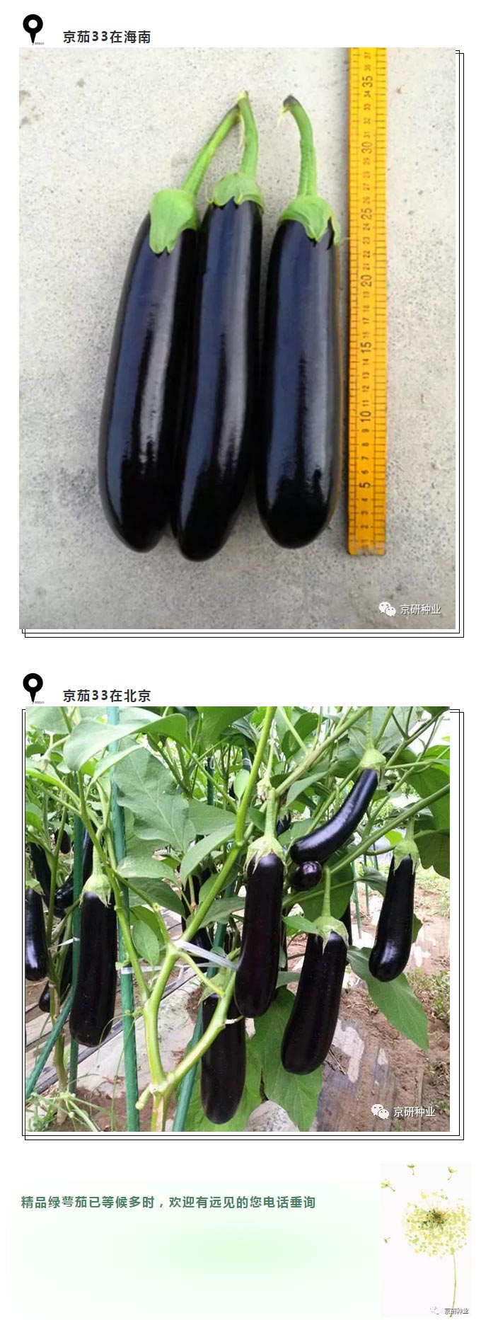 京研种业_09.jpg
