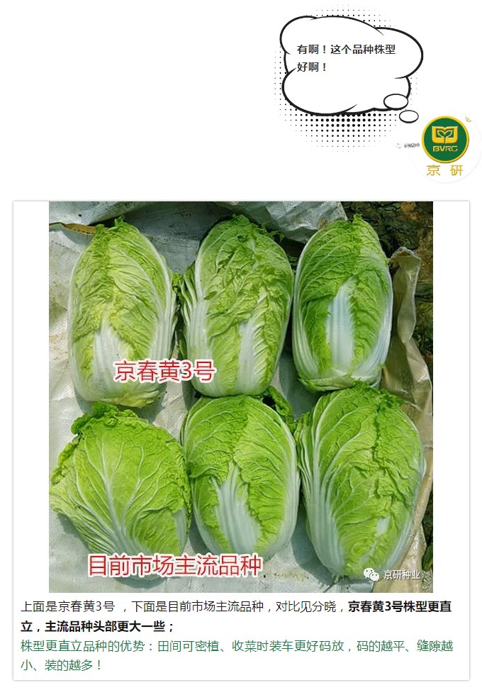 京研种业_06.jpg