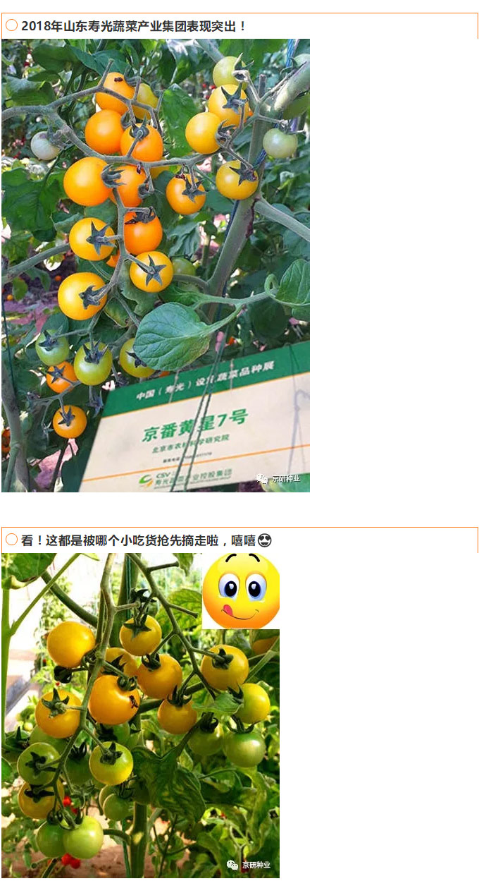 京研种业_08.jpg