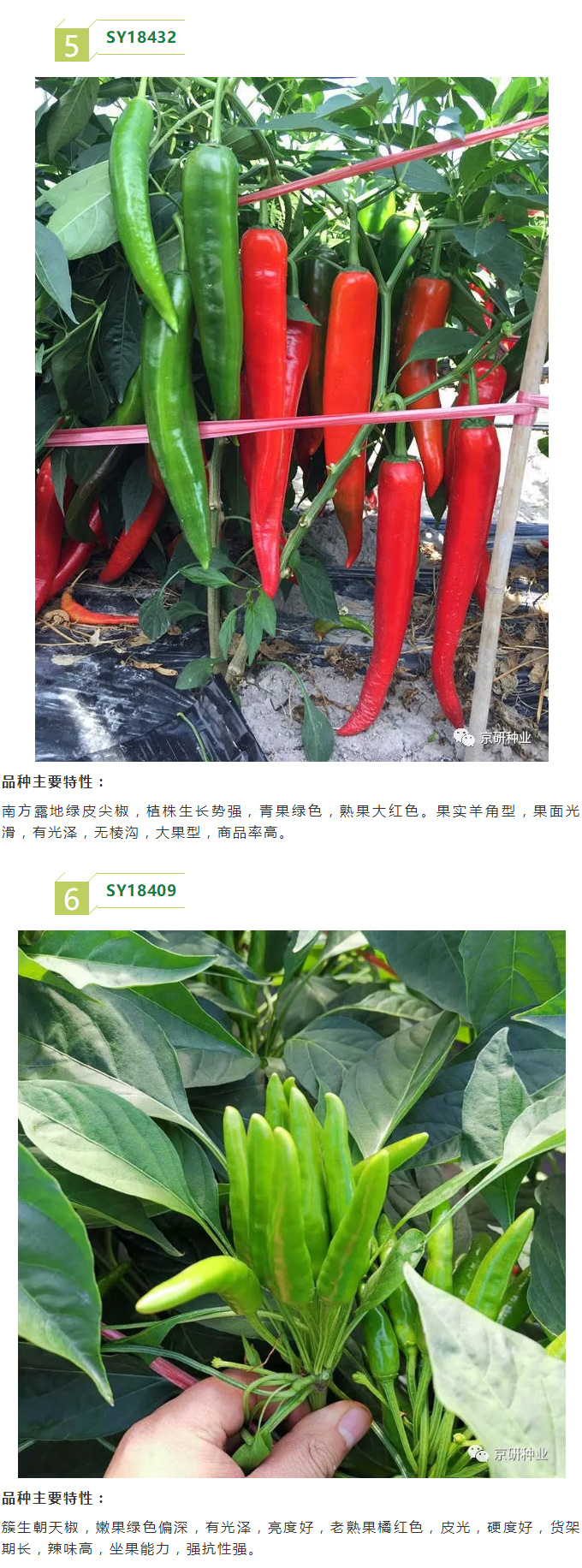 京研种业_08.jpg