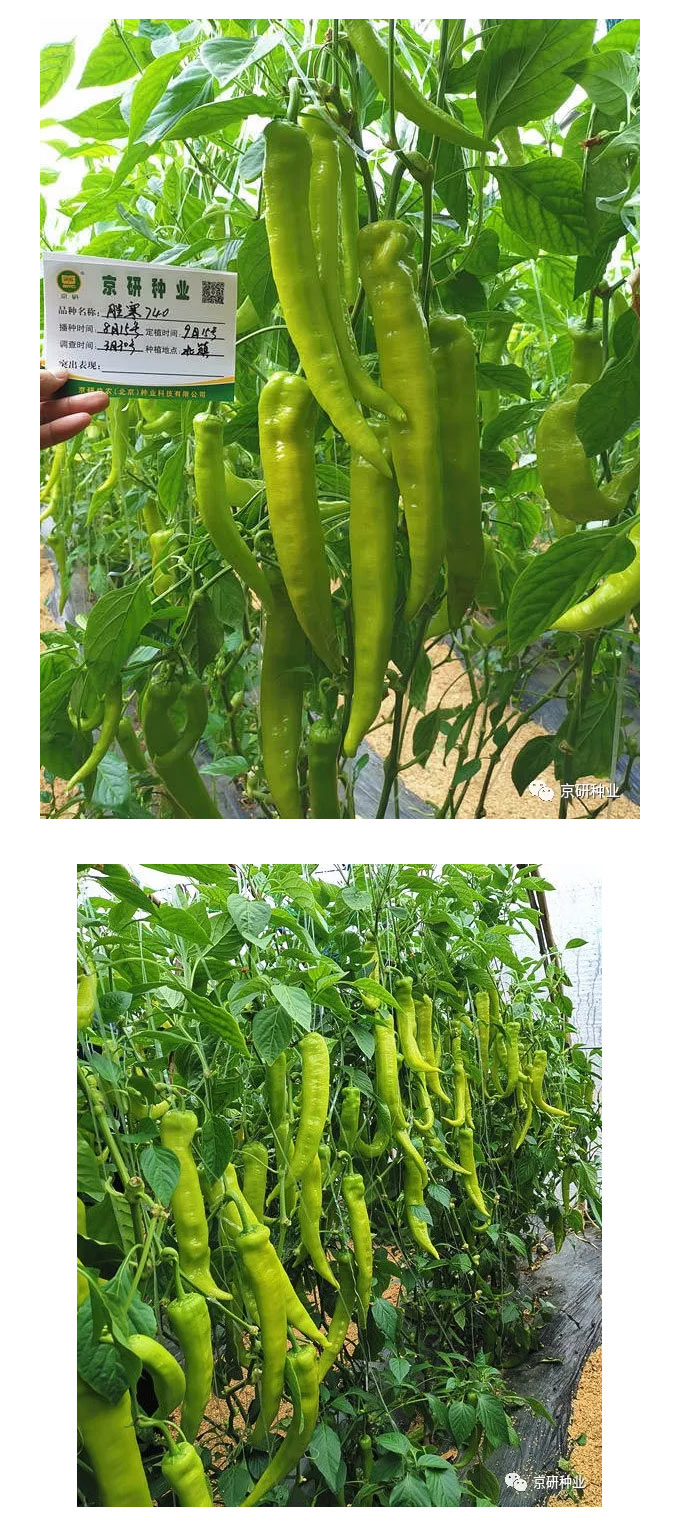 京研种业_07.jpg
