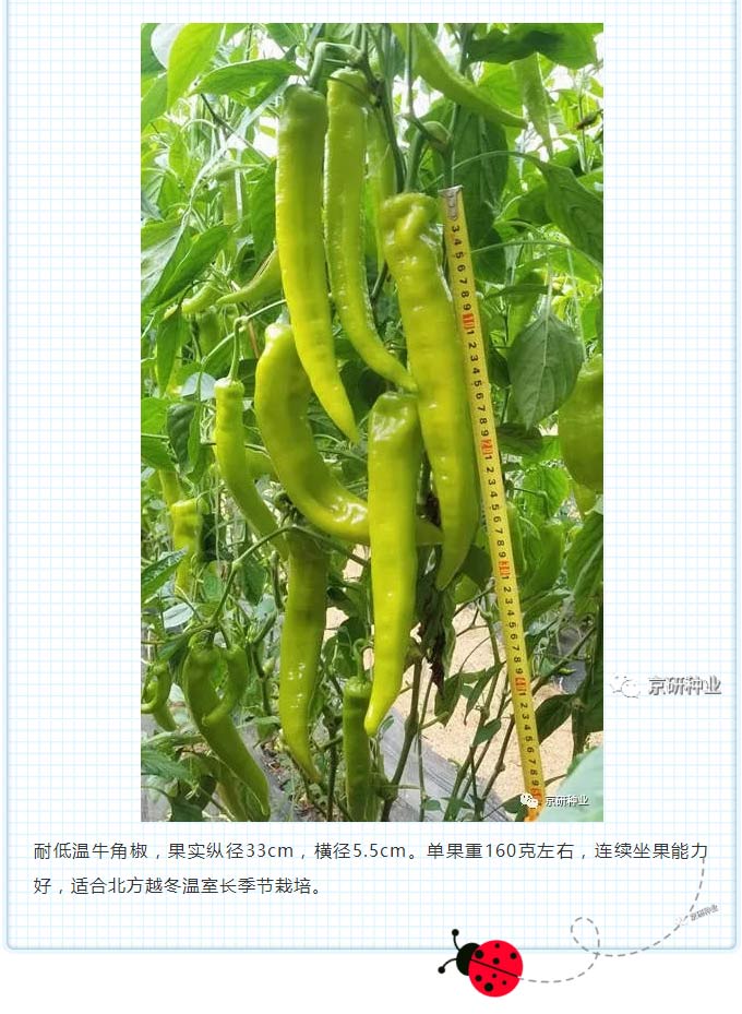 京研种业_03.jpg