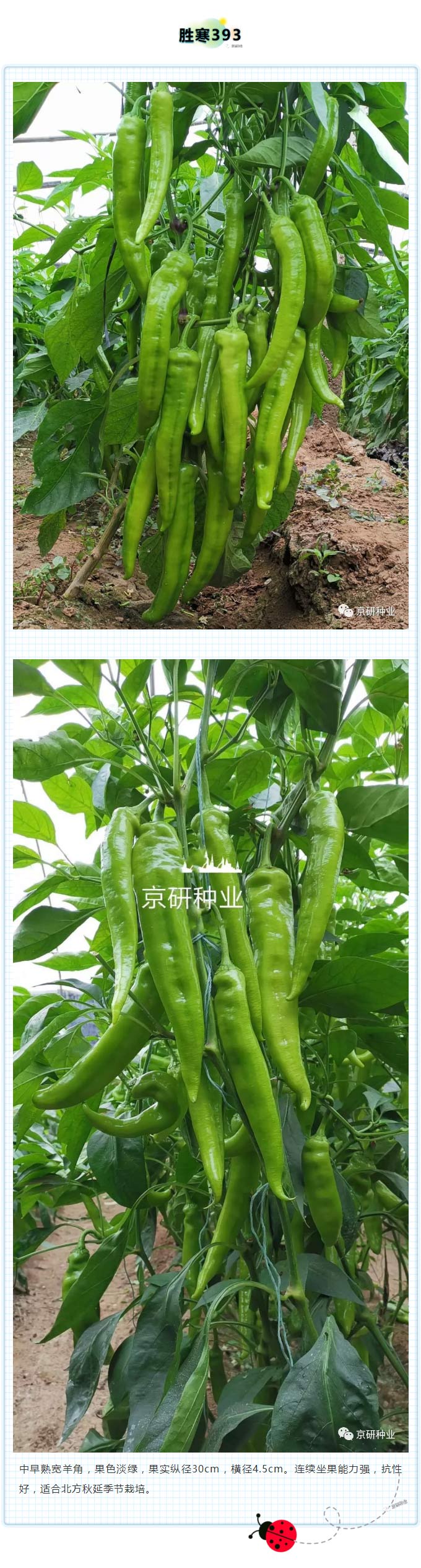 京研种业_05.jpg