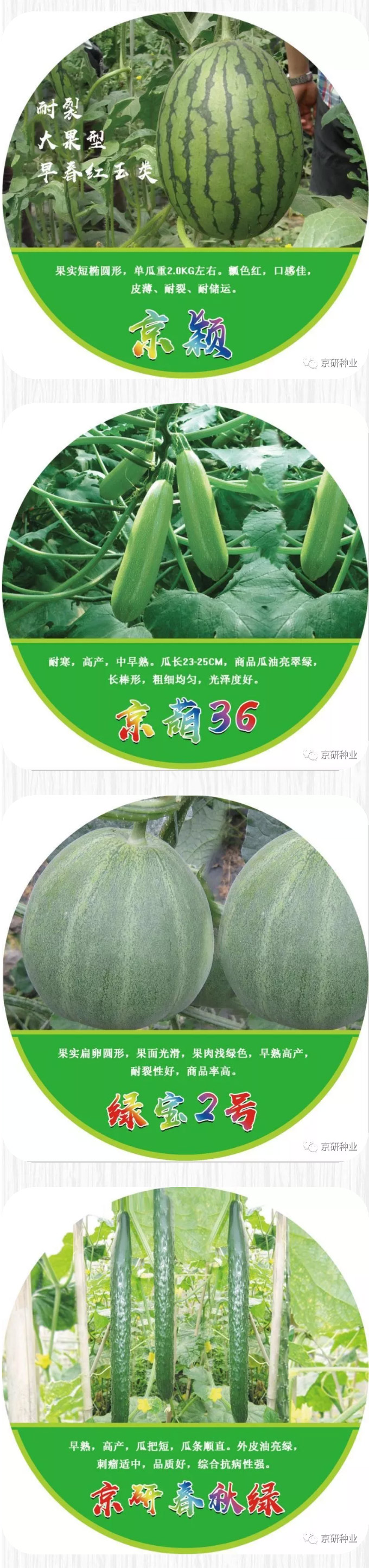 京研种业_09.jpg