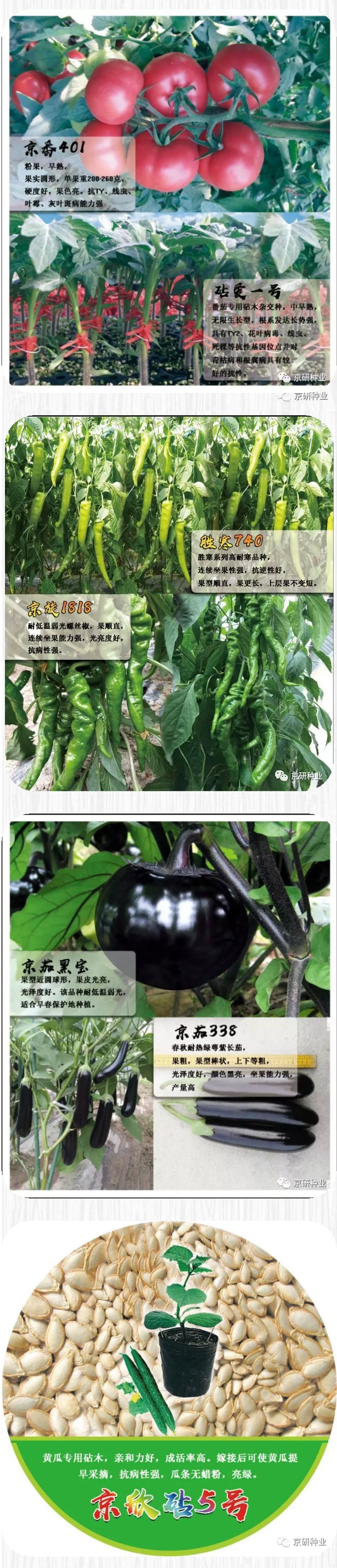 京研种业_11.jpg