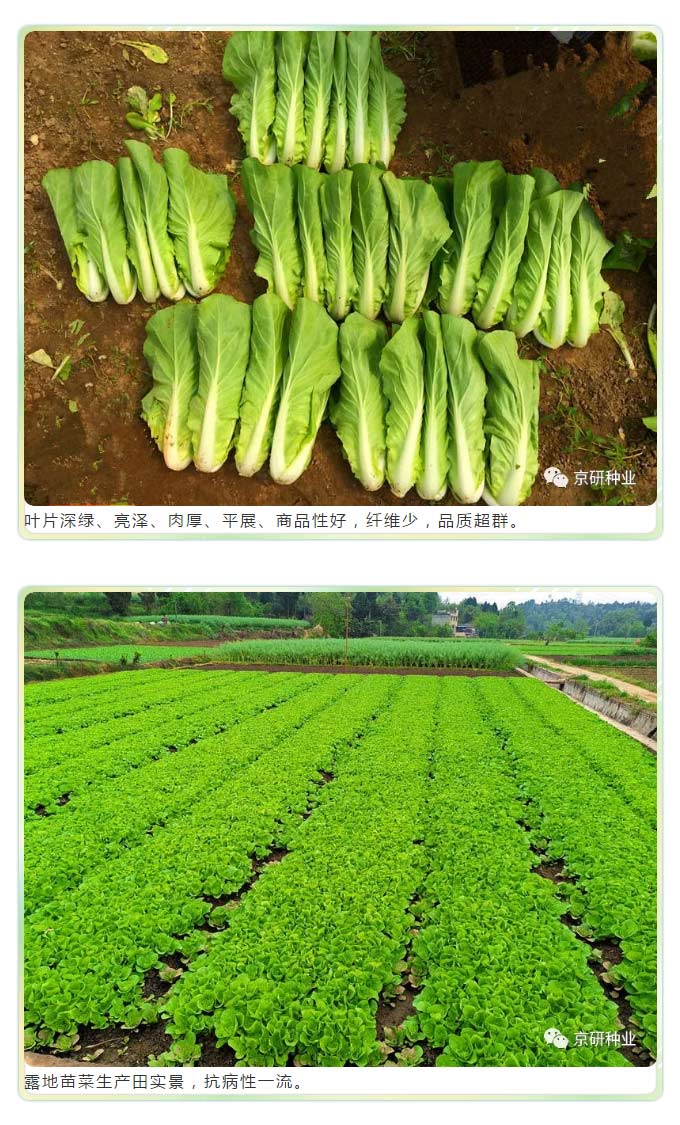 京研种业_03.jpg