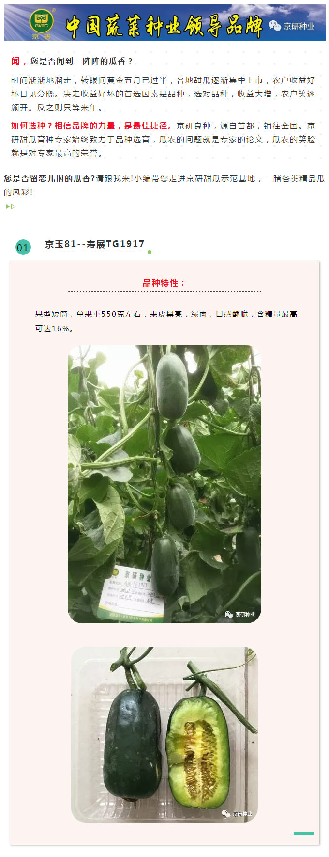 京研种业_01.jpg