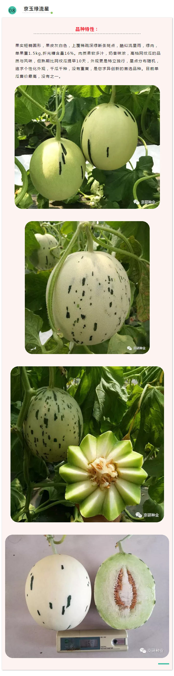 京研种业_10.jpg