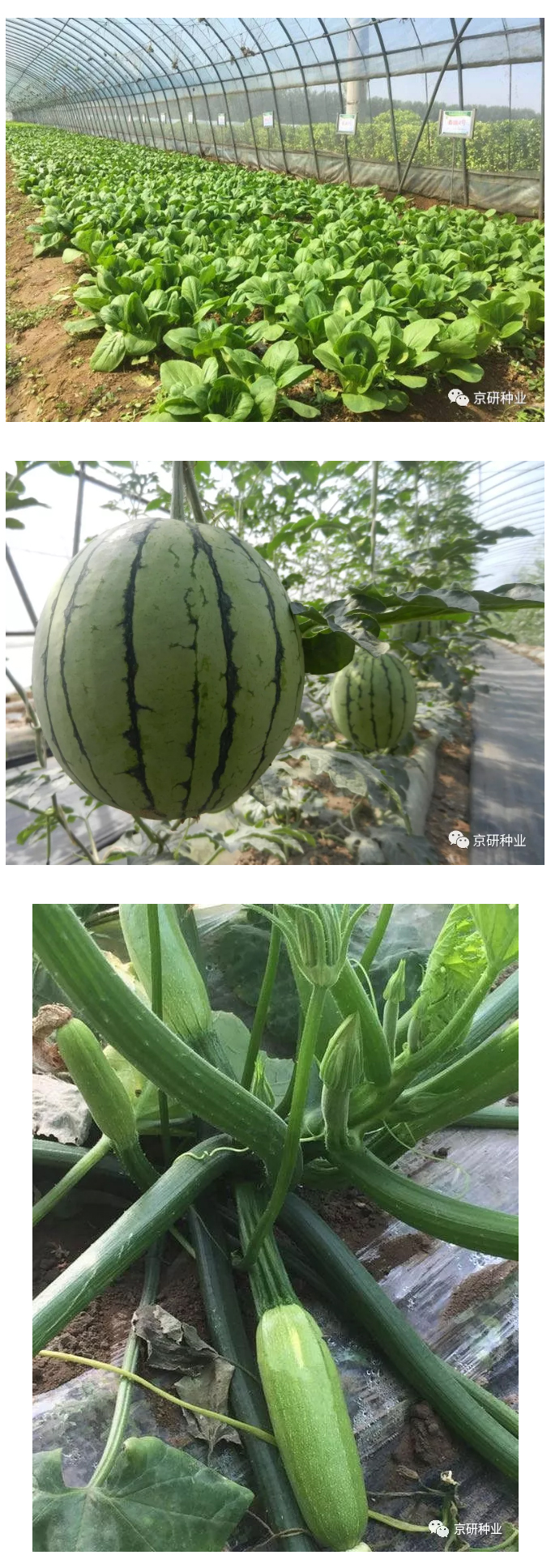 京研种业_07.jpg