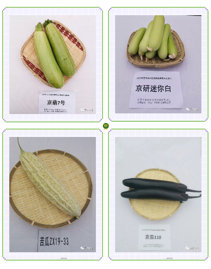 京研种业_03.jpg