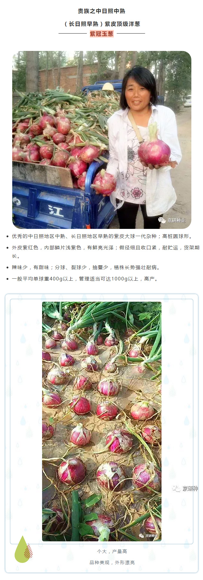 京研种业_09.jpg