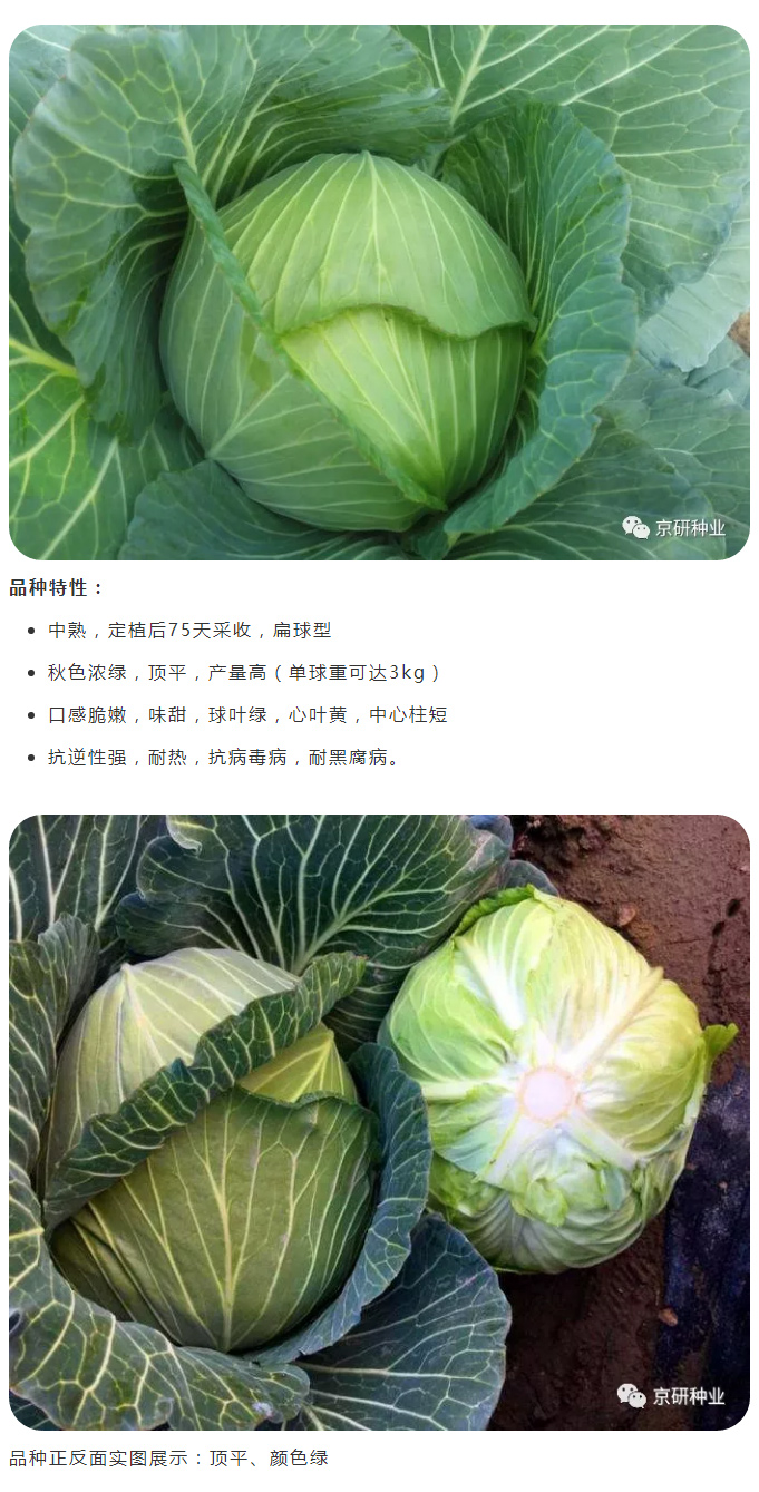 京研种业_03.jpg