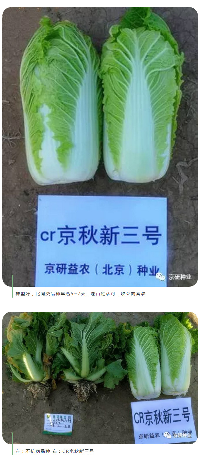 京研种业_05.jpg