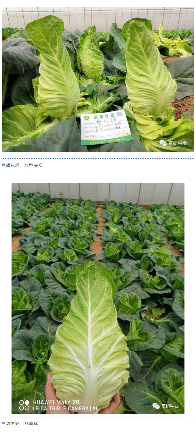 京研种业_03.jpg
