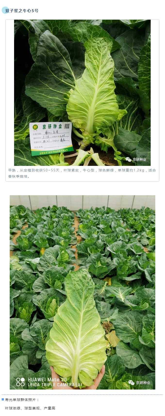 京研种业_08.jpg