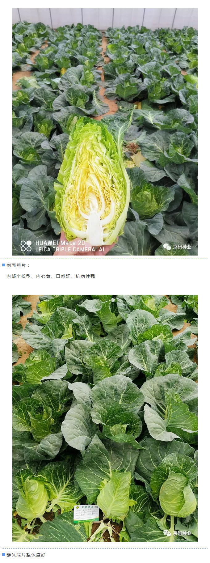 京研种业_10.jpg