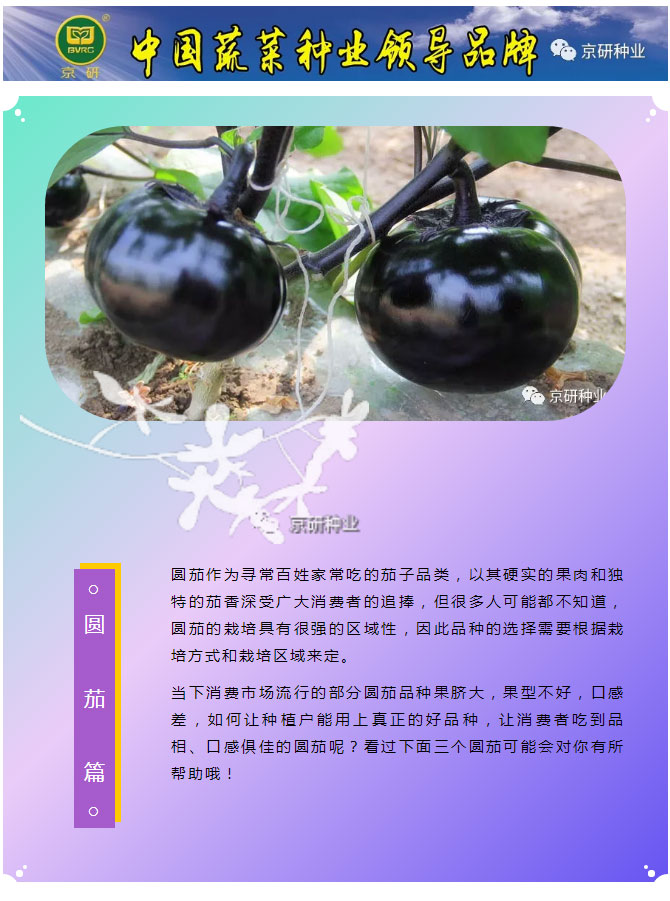 京研种业_01.jpg