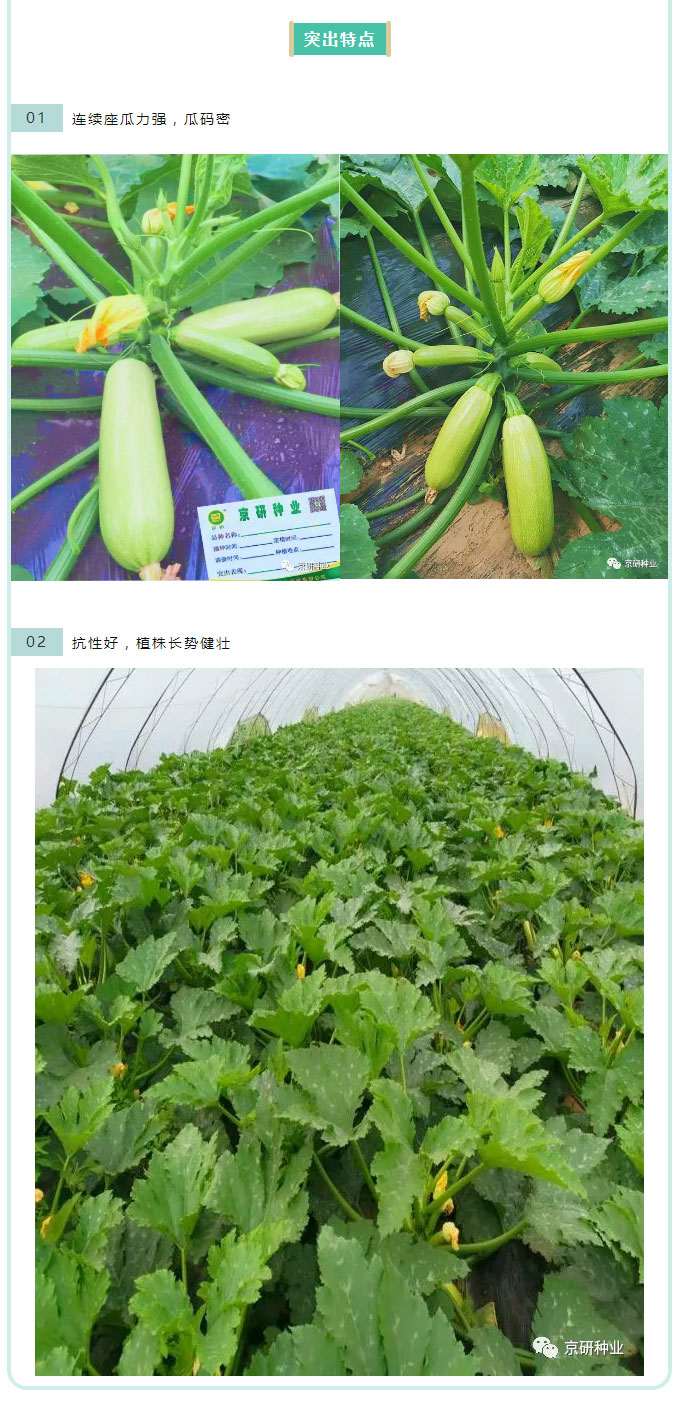 京研种业_03.jpg