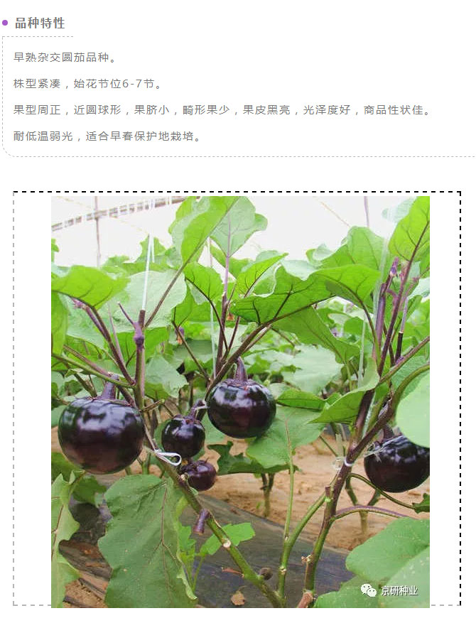 京研种业_05.jpg