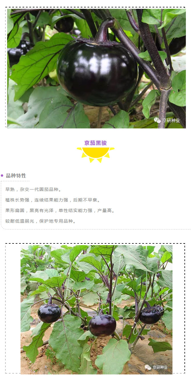 京研种业_06.jpg