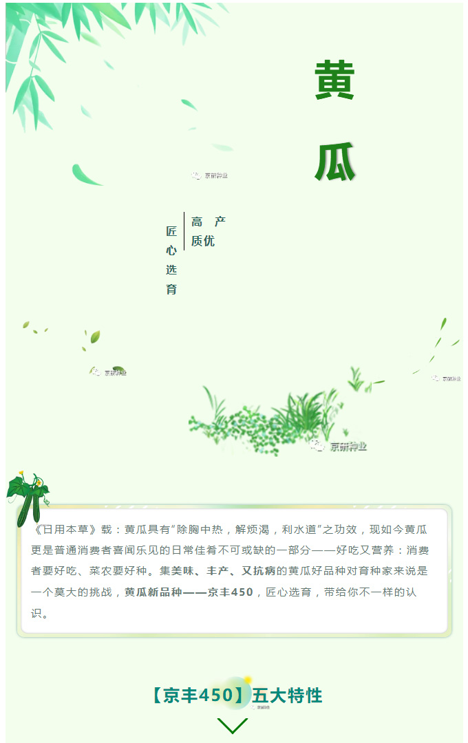 黄瓜好品种——“京丰”450_01.jpg