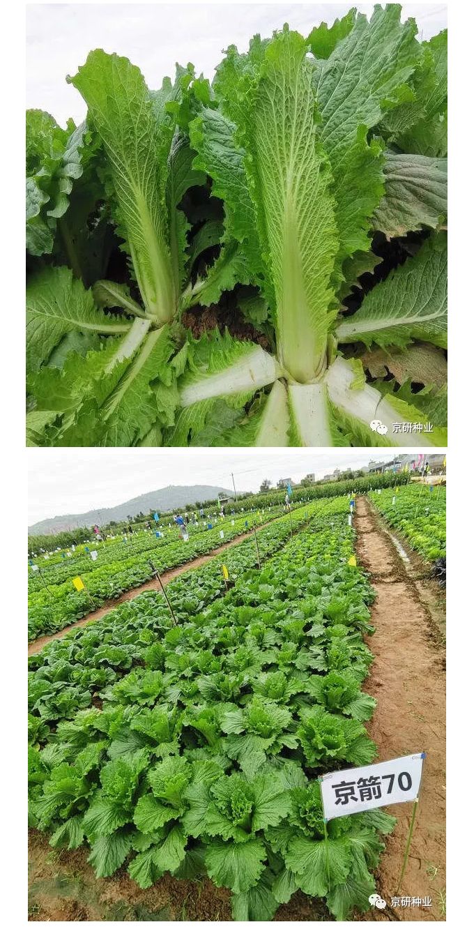 “绍菜”高、富、帅品种——“京箭70”_03.jpg