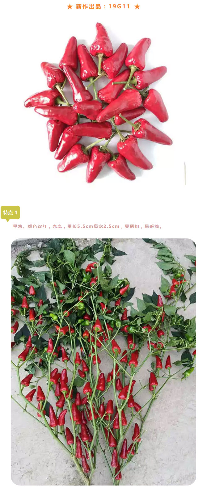 红红火火、京研“椒”傲！_05.jpg