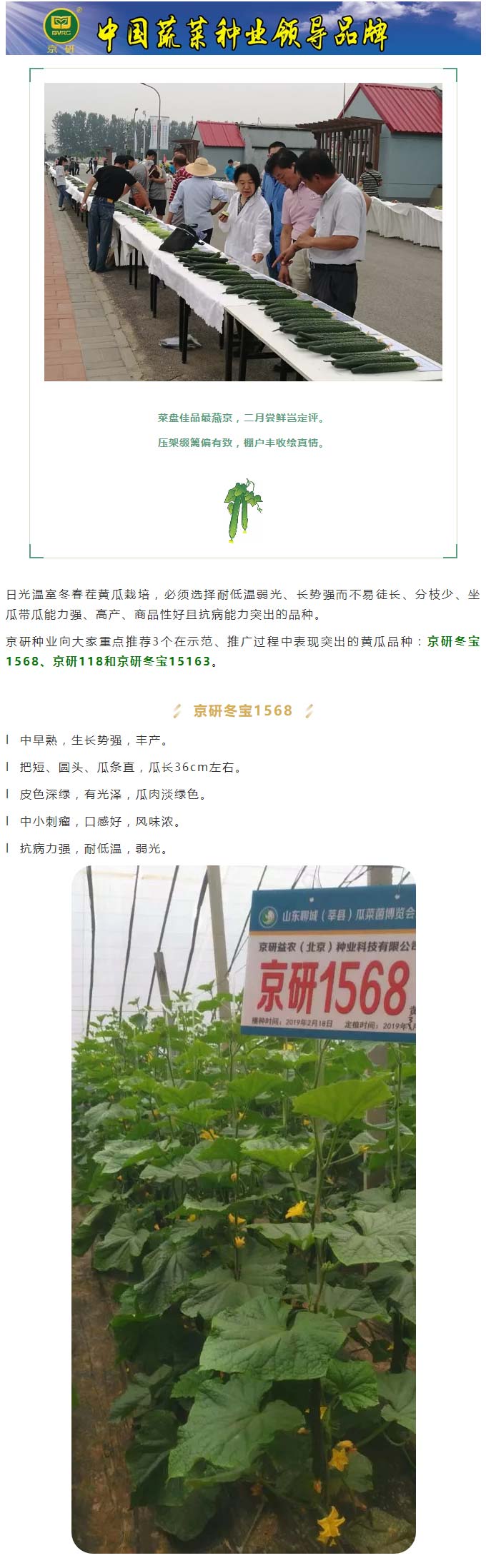 冬春茬黄瓜——京研优品推荐_01.jpg