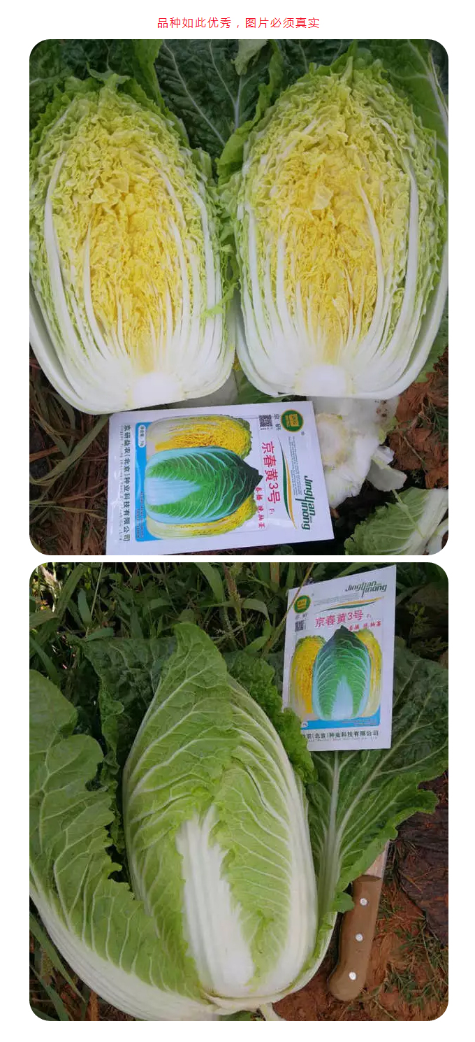 【精品推荐】冬春晚抽型白菜强势来袭！_03.jpg