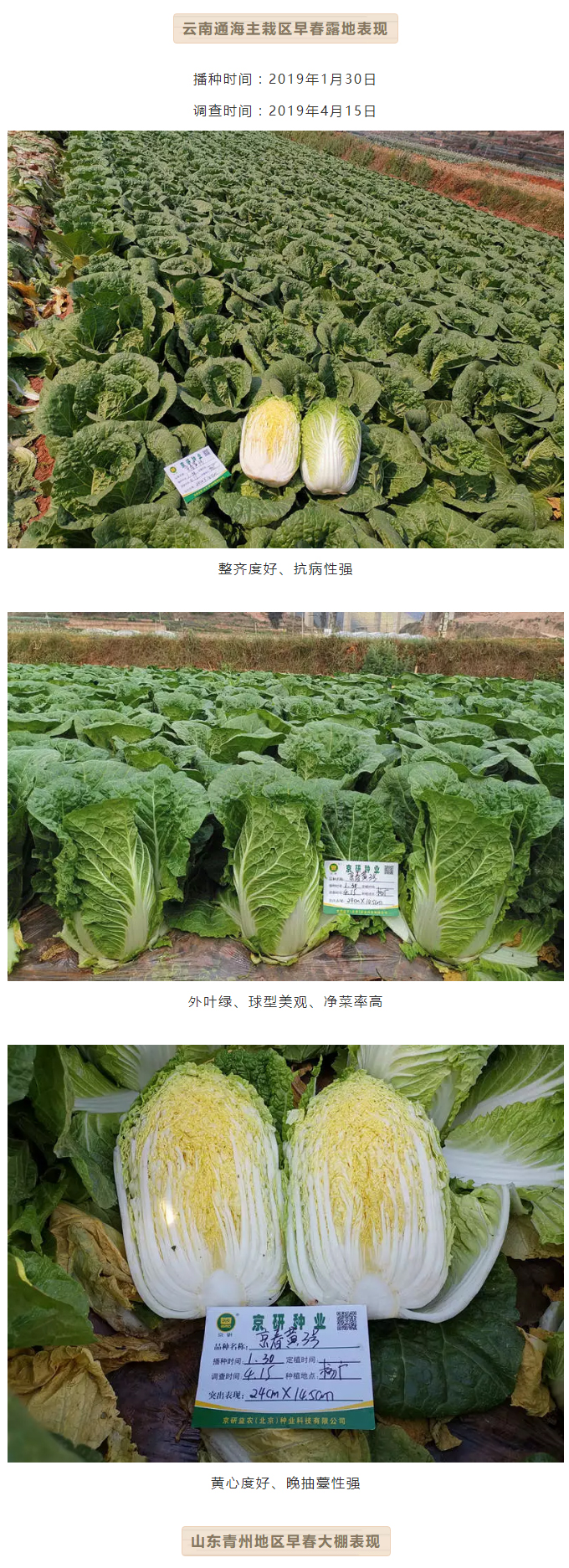 【精品推荐】冬春晚抽型白菜强势来袭！_05.jpg