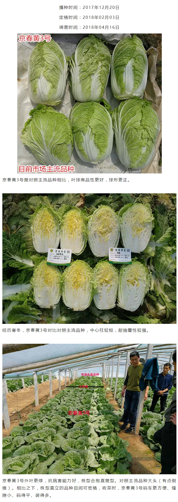 【精品推荐】冬春晚抽型白菜强势来袭！_06.jpg