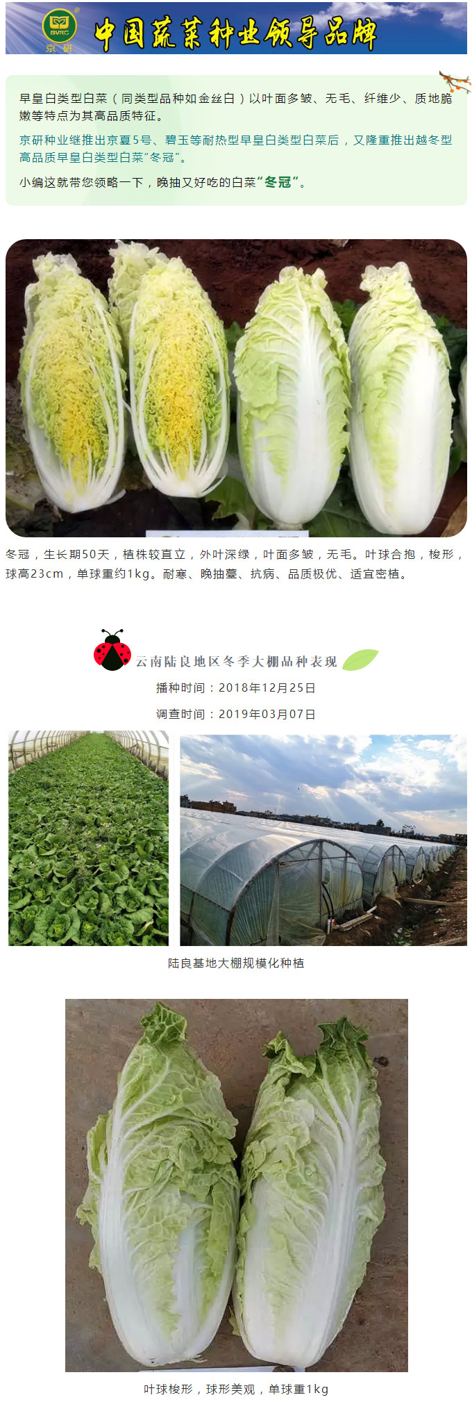 精品推荐——高品质、耐寒、晚抽型早皇白类型白菜“冬冠”_01.jpg