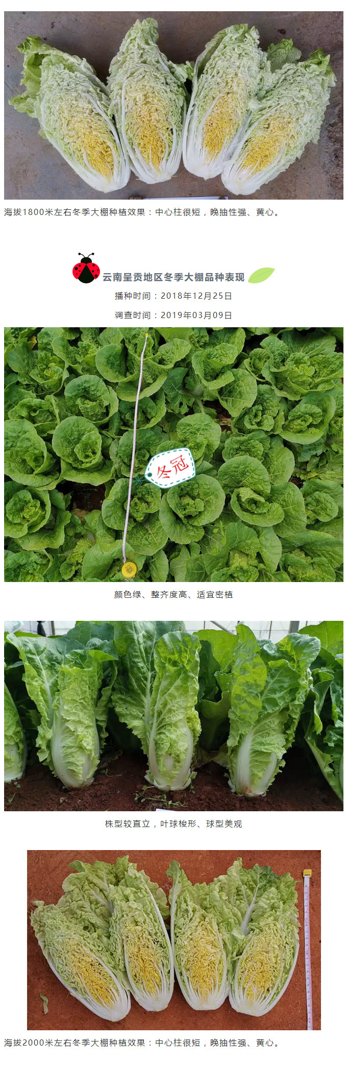 精品推荐——高品质、耐寒、晚抽型早皇白类型白菜“冬冠”_03.jpg